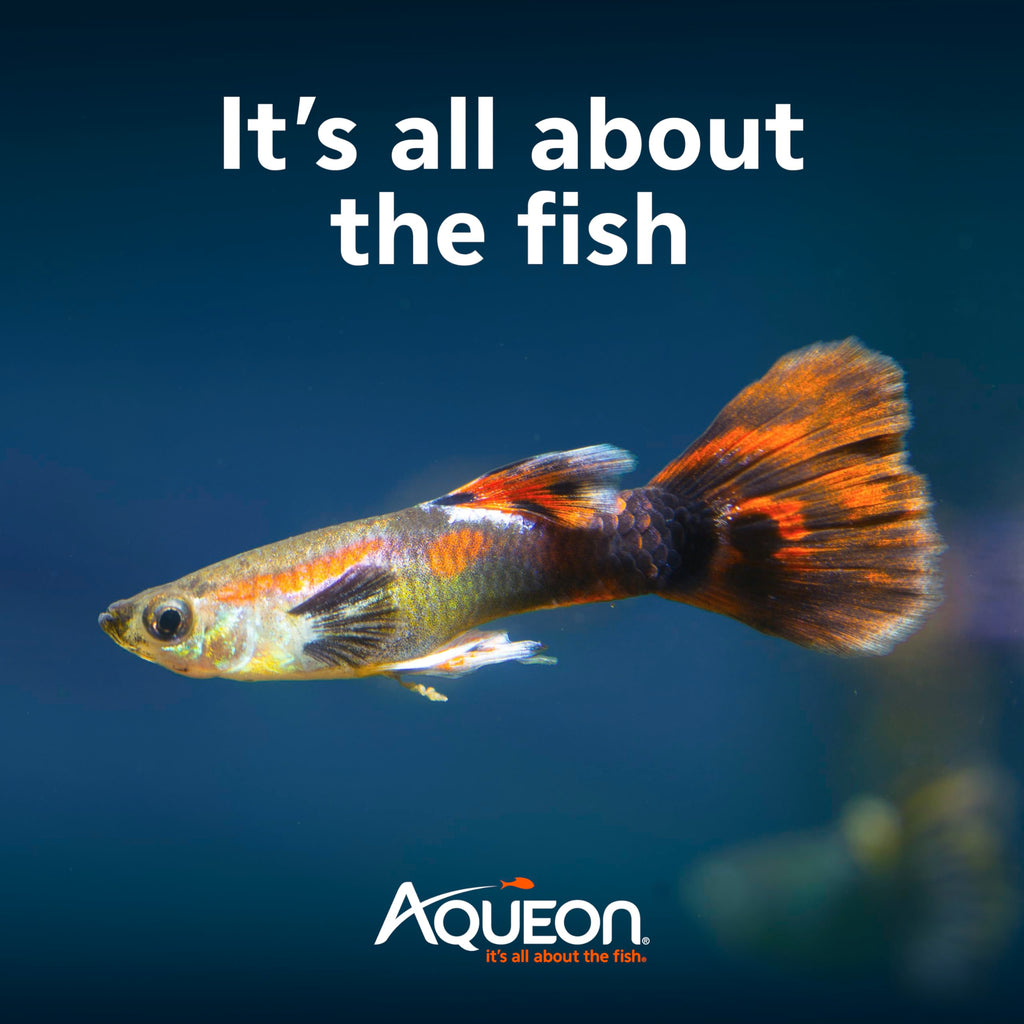 10-Gallon Aquarium Starter Kit with Filtration and LED Lighting O338271