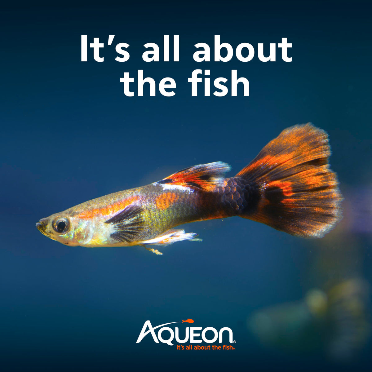 10-Gallon Aquarium Starter Kit with Filtration and LED Lighting O338271