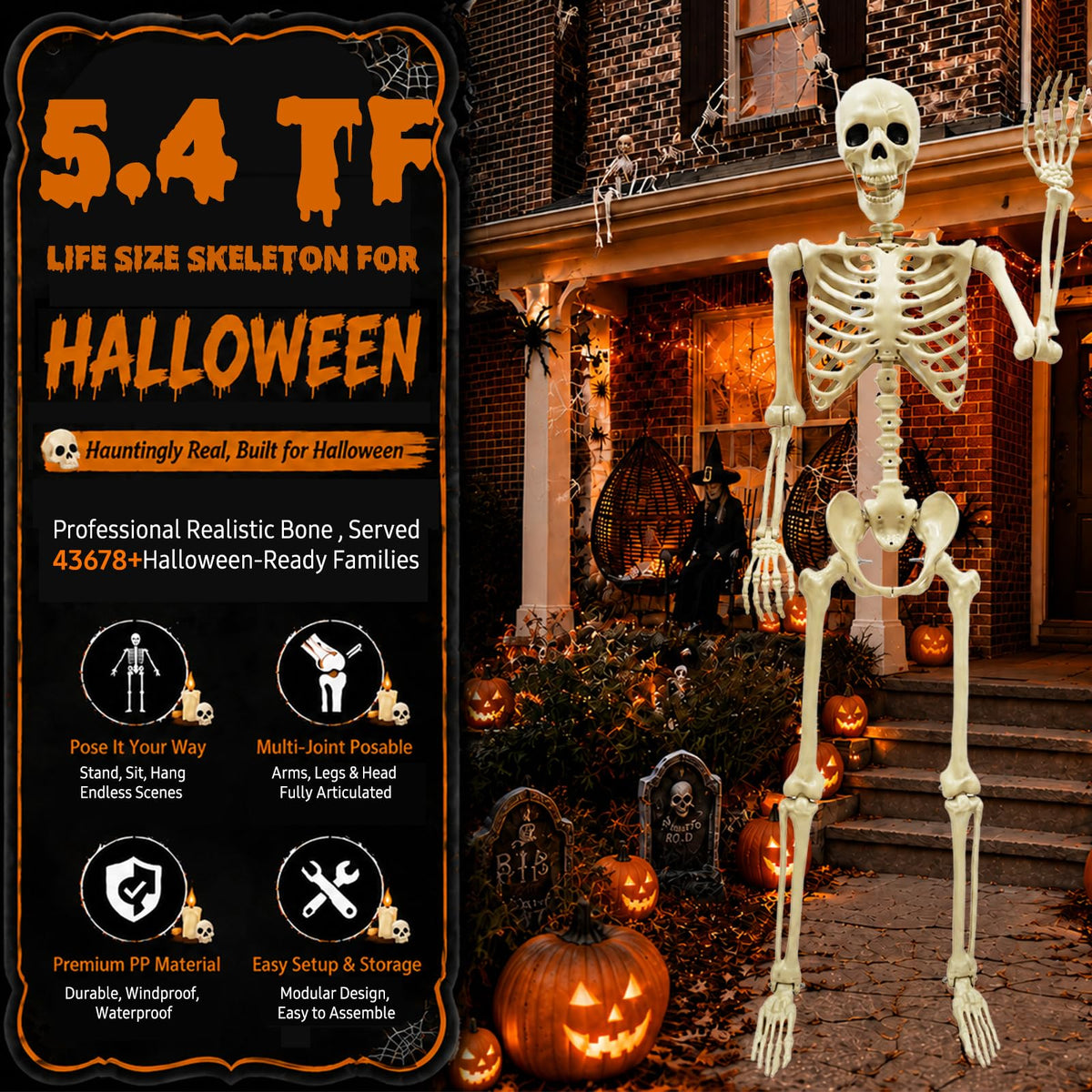 Life Size Skeleton D429264