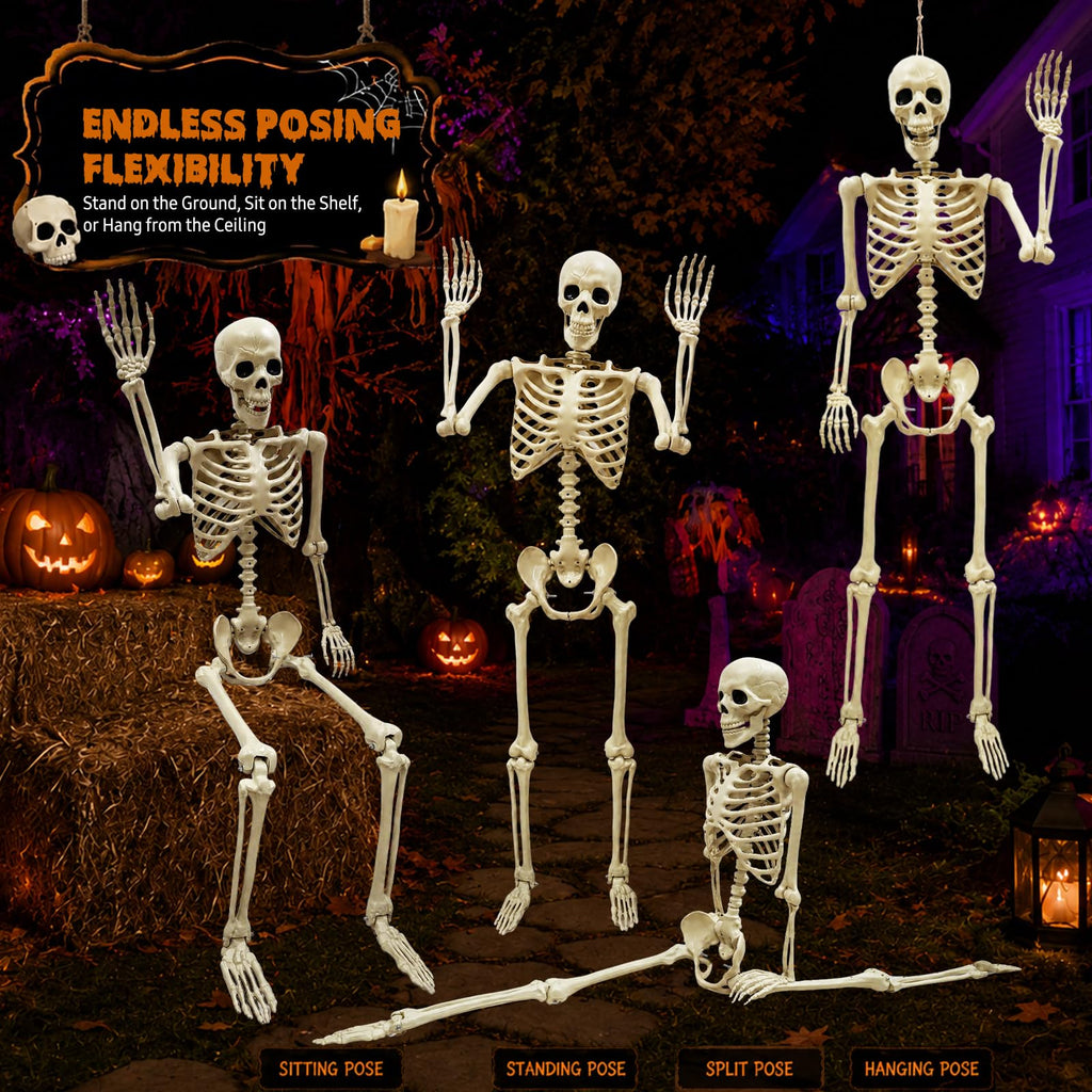Life Size Skeleton D429264