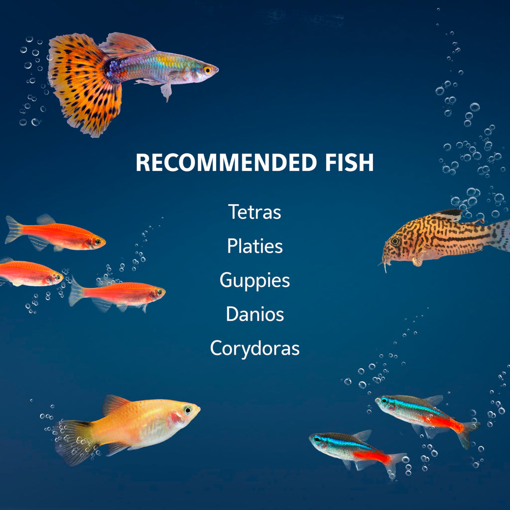 10-Gallon Aquarium Starter Kit with Filtration and LED Lighting O338271