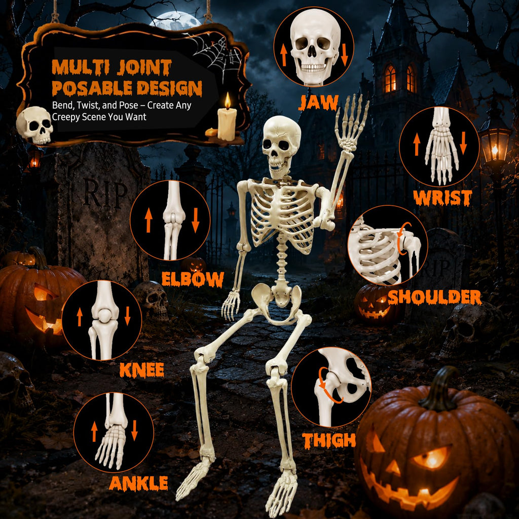 Life Size Skeleton D429264
