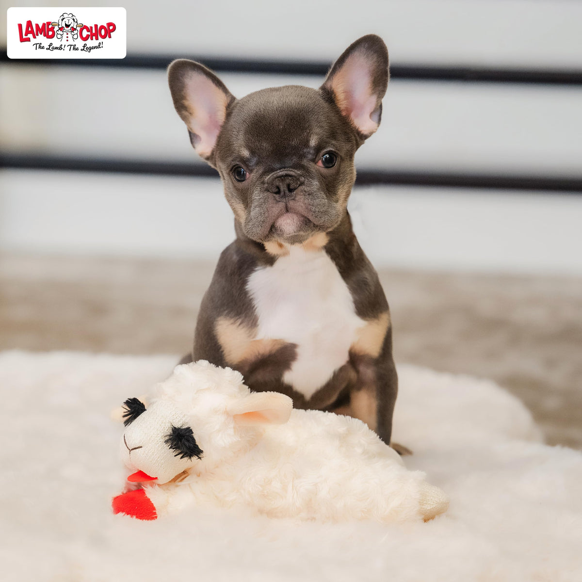 Dog Plush Squeaky Toy K420