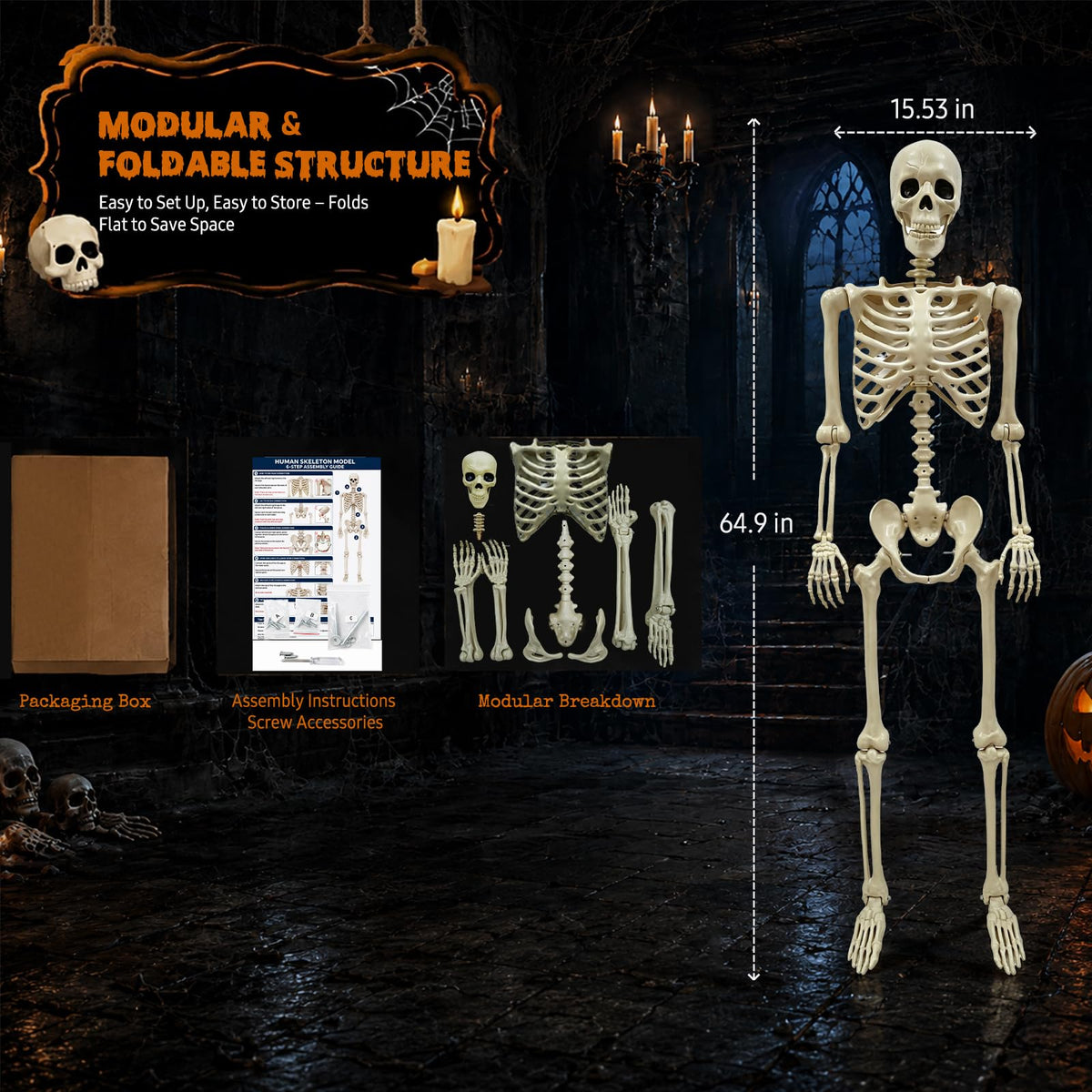 Life Size Skeleton D429264