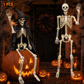 Life Size Skeleton D429264